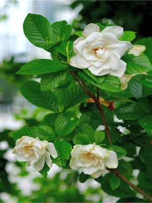 Aesco Serada Decor & Plant Mis Kokulu Gardenya Çiçeği, 25-35 Cm, Saksılı, Beyaz