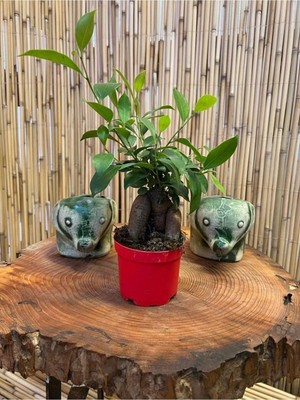 Aesco Bitkim Sende Ficus Ginseng Bonsai Ağacı, 20-25 cm Boy, 9,5 cm Saksı Çapı
