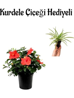 Aesco Nura Botanik Kırmızı Japon Gülü (Hibiscus Rosa) Kurdele Çiçeği Hediyeli