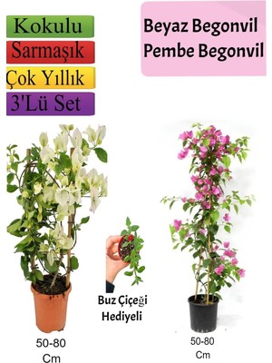 Aesco Bitkim Sende Beyaz Pembe Begonvil Buz Çiçeği Hediyeli, 50-80 Cm, Çok Renkli