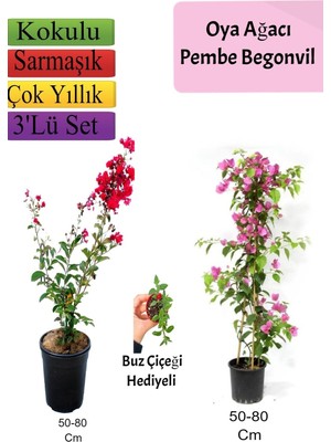 Aesco Nura Botanik Kırmızı Oya Ağacı, Pembe Begonvil, Buz Çiçeği Hediyeli, 50-80 Cm, 3'lü Set