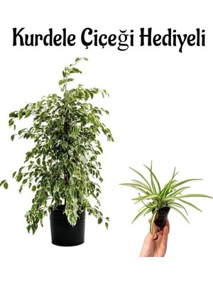 Aesco Gardenbox Alacalı Benjamin Bitkisi, Kurdele Çiçeği Hediyeli, Salon Bitkisi