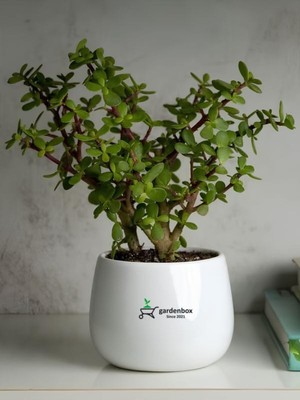 Aesco Bitkim Sende Portulacaria Afra Yeşim Çiçeği Saksılı Iç Mekan Bitkisi, 15-25CM, Yenilebilir