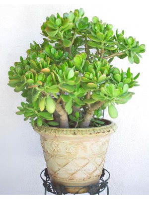 Aesco Nura Botanik Para Ağacı Çiçeği Yeşim Bitkisi Crassula Ovata Fidanı, 20-25 Cm, Yeşil