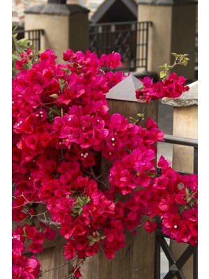 Aesco Nura Botanik Kırmızı Begonvil Çiçeği, 50-60CM, Bougainvillea