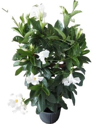 Aesco Gardenbox Kokulu Beyaz Mandevilla Sarmaşığı, Tül Kuşkonmaz, Canlı Iç Mekan Bitkisi