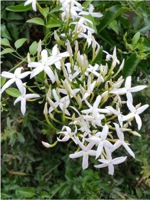 Aesco Limon Kokulu Yasemin Çiçeği Fidanı Kokulu Ful Yasemin Çiçeği 40-80CM