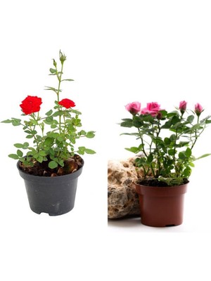 Aesco Nura Botanik Kırmızı ve Pembe Gül Fidanı, 2 Adet, Saksılı, 20-40 cm