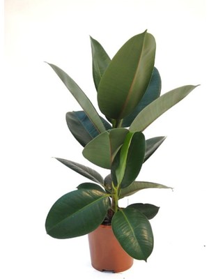 Aesco Nura Botanik Kauçuk Çiçeği Salon Ofis Bitkisi, Mini Boy, 1 Adet Saksılı, 20-45CM, Yeşil