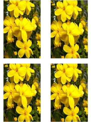 Aesco Gardenbox Mis Kokulu 4'lü Sarı Yasemin Çiçeği Fidanı, 40-60 Cm, Saksılı, Bodur Yellow Jasmine