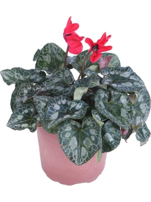 Aesco Serada Decor & Plant Cyclamen Persicum Saksı'da Kırmızı Renk, Iran Siklameni, Hediyelik Çiçek