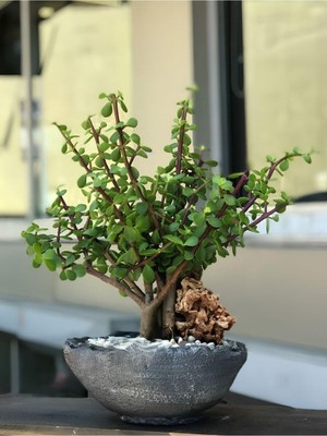 Aesco Bitkim Sende Bereket Çiçeği Portulacaria Afra Saksılı Canlı Bitki, 15-25 Cm, Kolay Bakım
