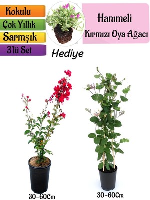 Aesco Gardenbox Kırmızı Oya Ağacı, Kokulu Hanımeli Çiçeği, Mezem Çiçeği 3'lü Peyzaj Seti, Çok Renkli