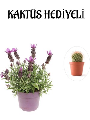 Aesco Gardenbox Mis Kokulu Mor Lavanta Fidanı, Kaktüs Hediyeli