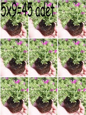Aesco Gardenbox Acem Halısı Mezarlık Kabir Çiçeği, 45 Adet Tüplü Dış Mekan Ağaçları