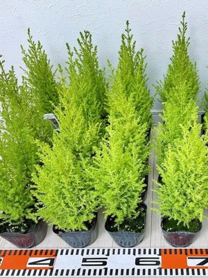 Aesco Gardenbox Kokulu Limon Çamı Fidanı, 40 Adet Tüplü, 15-25CM, Hesperocyparis Macrocarpa