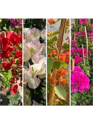 Aesco Gardenbox Begonvil Sarmaşığı Set 4 Adet, Kırmızı Beyaz Turuncu Pembe, Bol Çiçekli Balkon/bahçe Çiçeği