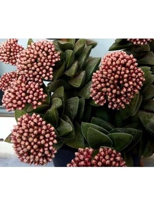 Aesco Nura Botanik Crassula Springtime Katmer Çiçekli Sukulent, 5.5cm Saksıda, Pembe