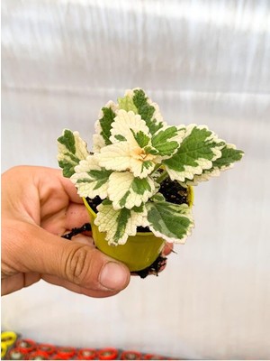 Aesco Gardenbox Adaçayı Kokulu Beyaz Alacalı Sukulent Çiçeği, 5-15 cm Saksılı, Çiçekli Bodur Succulent