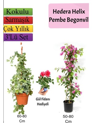 Aesco Gardenbox Hedera Helix Sarmaşığı, Pembe Begonvil, Buz Çiçeği Hediyeli, 3'lü Set, Çok Renkli