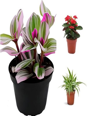Die Grup Videolu Pembe Telgraf-Milli Dikenler Tacı-Kurdele Çiçeği 3ADET Saksılı 10-20CM Mini Salon Bitki Seti