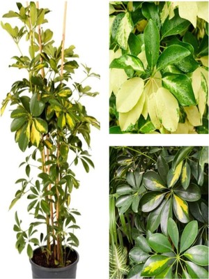 Die Grup Gardenbox Alacalı Şeflera Çiçeği Bitkisi, 100 Cm, Saksılı, Iç Mekan Bitkisi
