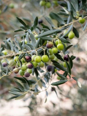 Die Grup Serada Decor & Plant Gemlik Zeytin Fidanı, 90-110 Cm, Tüplü, 4 Adet, Olive Seedling