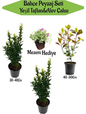 Die Grup Serada Decor & Plant Bahçe Seti, 2 Adet Yeşil Taflan, 1 Adet Alev Çalısı, Hediye Mezem Çiçeği