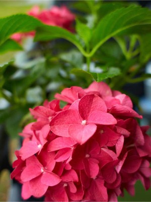 Die Grup Videolu 1 Adet Kırmızı Çiçekli Ortanca Fidanı 30-55 cm Tüplü Çiçekli Bodur Bitkiler Red Hydrangea