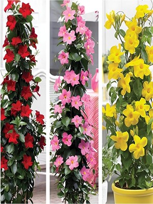 Die Grup Videolu Mandevilla Sarmaşığı Pembe-Kırmızı-Beyaz 3 Adet Saksılı 50-70CM Salon Teras Bitkisi