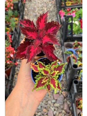 Die Grup Videolu Karışık Renk Yaprak Güzeli 2 Adet Saksılı/tüplü 10-15CM Salon-Teras Bitkisi (Coleus)