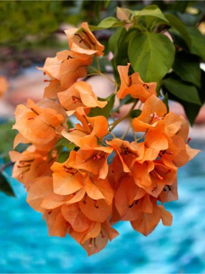 Die Grup Videolu Turuncu Sarılıcı Begonvil Çiçeği 1 Adet Saksılı/tüplü 80-100CM Bahçe Bitkisi(Bougainvillea)