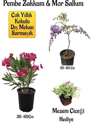 Die Grup Pembe Zakkum Fidanı+Mor Salkım Ağacı Fidanı Mezem Çiçeği Hediyeli Bahçe Peyzaj Seti