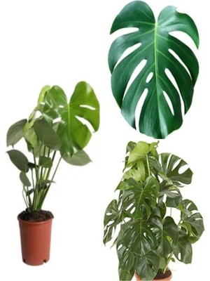 Die Grup Videolu 1 Adet Deve Tabanı Çiçeği 30-60 cm Saksılı Iç Mekan Bitkileri (Monstera)