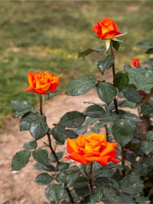 Die Grup Videolu Yediveren Koyu Somon Rengi Gül Fidanı 2 Adet Saksılı/tüplü 35-60 cm (Orange Rose)