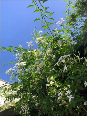 Die Grup Videolu Jasminum Polyanthum Jasmine Kokulu Çim Yasemini Beyaz 1 Adet Saksılı 30-60CM