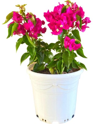 Die Grup Bodur Begonvil 4 Litrelik Saksıda 20-30CM Bougainvillea