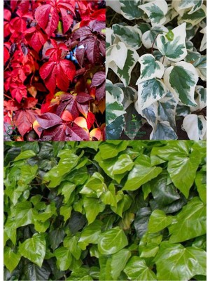 Die Grup Gardenbox Bahçe Sarmaşık Seti, 40-60CM, Alacalı Hedara Helix, Amerikan Sarmaşığı, Duvar Sarmaşığı