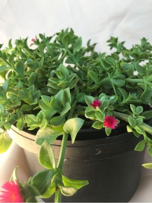 Die Grup Buz Çiçeği Saksılı