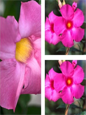 Die Grup Videolu 3'lü Pembe Mandavilla Sarmaşığı Çiçeği Fidanı 40-60 cm Saksılı Çiçekli Bodur Pink Mandevilla