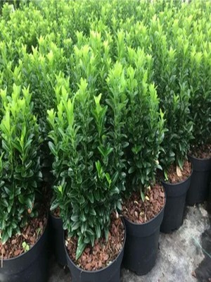 Die Grup Nura Botanik Yeşil Taflan Çiçeği Fidanı, 30-60CM, Tüplü, Euonymus Japonicus