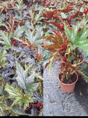 Die Grup Bitkim Sende Çınar Benekli Begonya Çiçeği Saksılı 15-30 cm Iç Mekan Bitkisi (Begonia Rex)