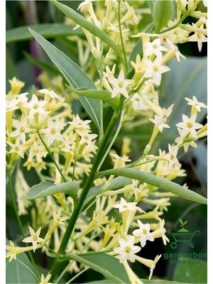 Die Grup Doğal Bahçe Kokusu Melisa Çiçeği 1 Adet Saksıda 30-50CM (Cestrum Nocturnum), GDB110724NA17