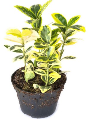 Die Grup Nura Botanik Altuni Gold Taflan Doğal Çit, 25-45 Cm, 1 Adet Saksılı Dış Mekan Bitkisi Euonymus