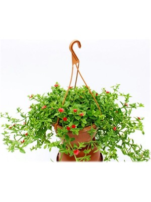 Die Grup Buz Çiçeği Makrome Saksılı 1 Adet 15-25CM (Delosperma)