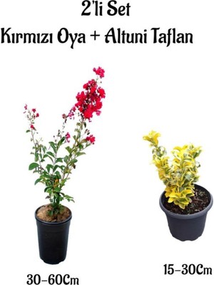 Die Grup Bitkim Sende Kırmızı Oya Ağacı Fidanı + Altuni Taflan 2'li Set, Saksılı Bahçe Bitkisi
