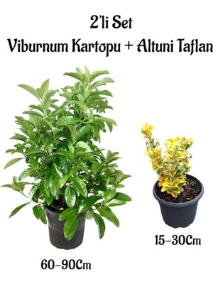 Die Grup Nura Botanik Viburnum Kartopu Çiçeği Fidanı + Altuni Taflan 2'li Bahçe Seti, Dış Mekan Bitkileri