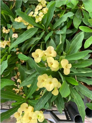 Die Grup Sarı Renk Dikenler Tacı Çiçeği 1 Adet Saksılı 15-30CM (Yellow Euphorbia Milii)