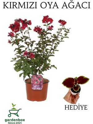 Die Grup Kırmızı Oya Ağacı 1 Adet Dış Mekan Saksılı 30-60CM +Yaprak Güzeli, GRB080624NA96