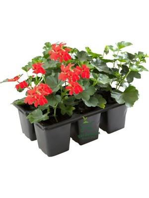 Die Grup Kırmızı Renk Sakız Sardunya Fidesi 2 Adet Saksılı Balkon Çiçeği(Pelargonium Peltatum)